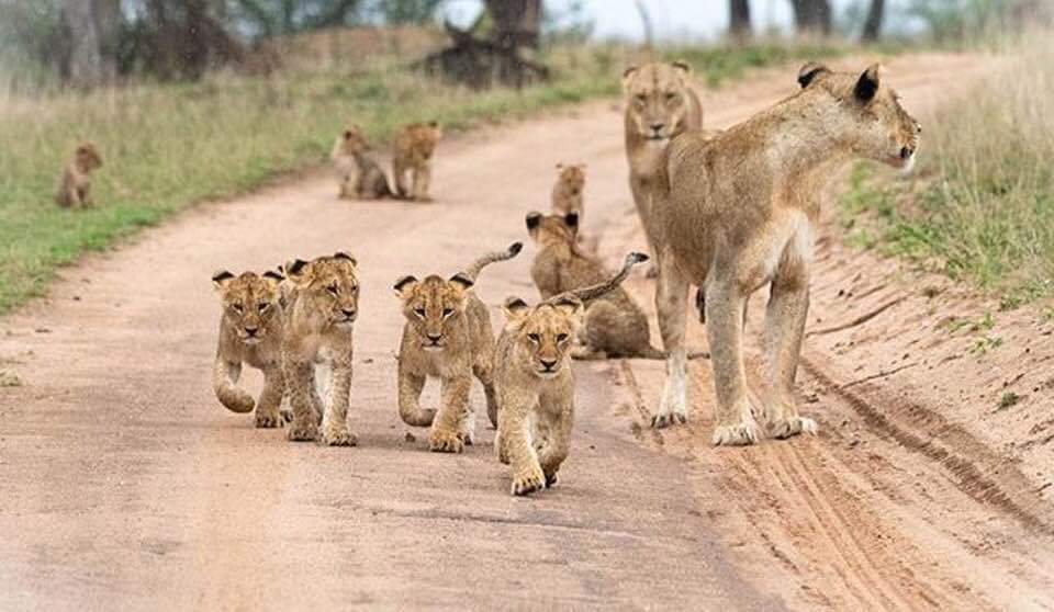 Wildlife Safari Adventure